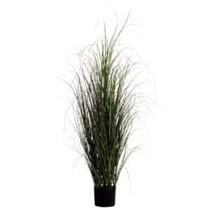 Plante